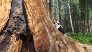 עץ הסקויה הגדול בעולם. צילום: גל סובול